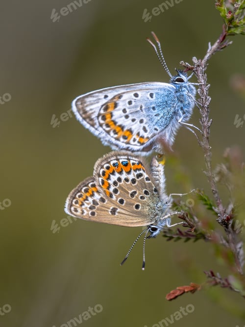 Preview: silver studded blue butterflies mating on common heather