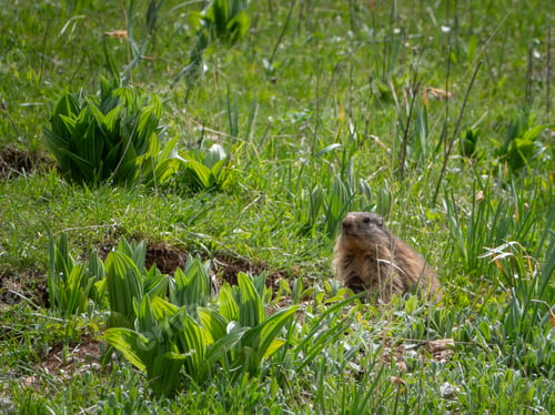 Preview: Closeup of a marmot in the Vercors in spring