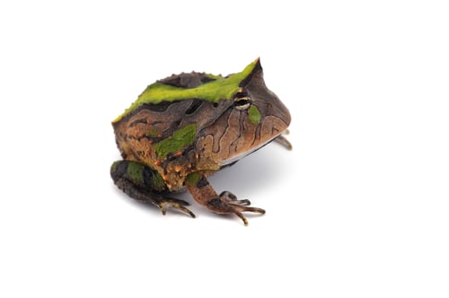 Vista previa: Amazonian Horned Frog isolated on white background