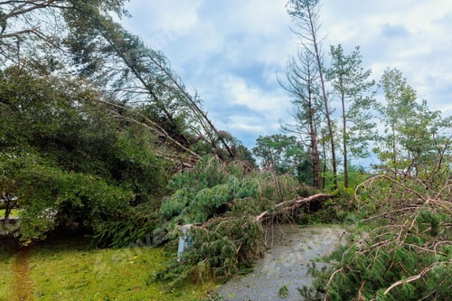 Preview: Damage from fallen trees highlights aftermath of severe storm in local park during severe storm