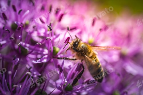 Preview: A small bee is currently sitting on a vibrant purple flower
