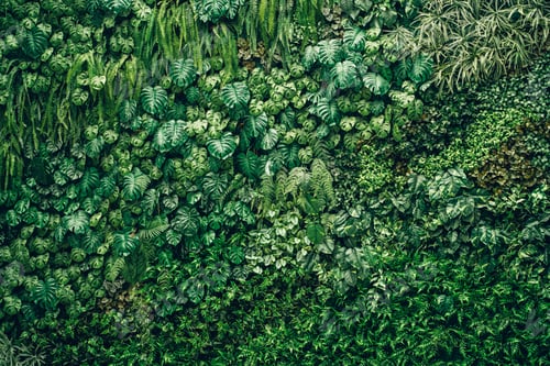 Preview: Close-up of vibrant green leaves with rich textures, forming a fresh, exotic botanical pattern.
