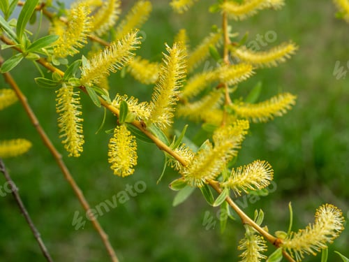 Preview: Young buds and leaves on a tree in spring
