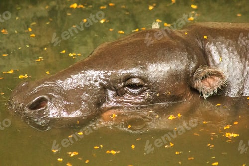 Preview: Pygmy Hippopotamus is in the water.