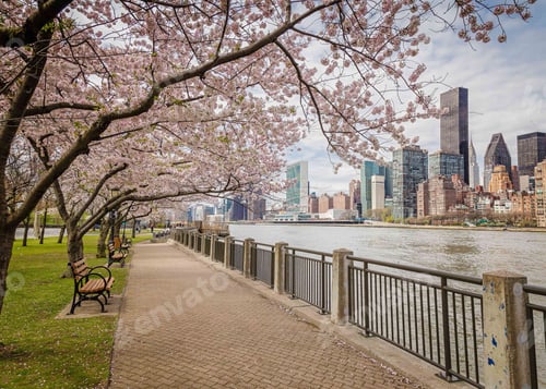 Preview: Spring flowering cherry blossoms lining East river walkway at Roosevelt island New York