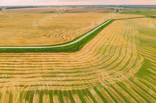 Preview: Aerial View Of Rural Landscape. Natural Green And Yellow Field With Trails Lines. Top View Of Field