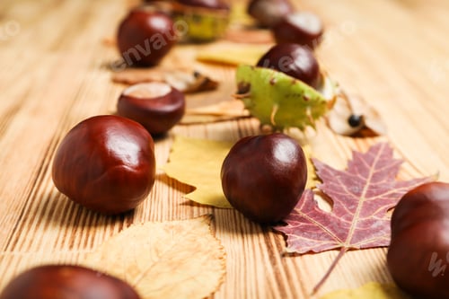 Preview: Fresh and ripe chestnuts, close up, Autumn chestnuts