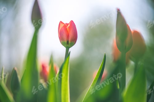 Preview: lots of beautiful red tulips, spring natural background