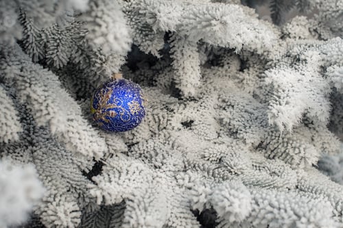 Preview: Covered with snow branch of a Christmas tree and one brilliant b