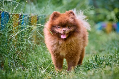 Preview: Fluffy pomeranian spitz enjoying sunny garden