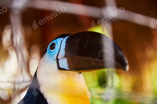Preview: Beautiful Toucan in captivity