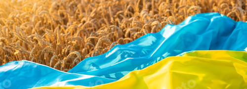 Preview: Flag of Ukraine in a wheat field. Selective focus.