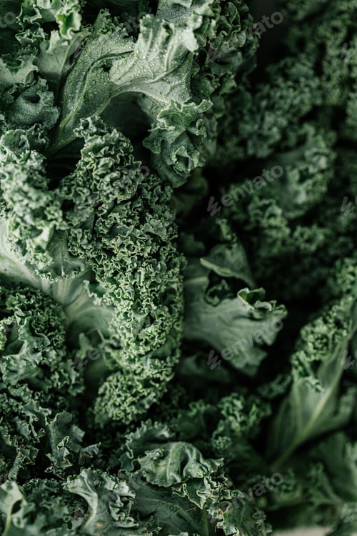 Preview: Closeup shot of fresh green curly kale leaves