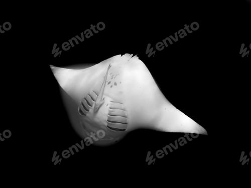 Preview: Greyscale shot of a giant oceanic manta ray