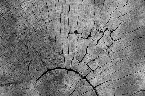 Preview: black and white image of wood texture close up