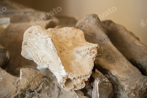 Preview: Ancient Old Mammoth Tooth. Fossil