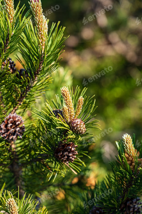 Preview: Closeup shot of pine trees in Black Forest, Germany