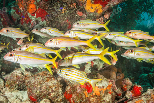 Preview: School of fish at underwater reef