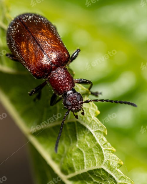 Preview: Close-up shot of insect is perched atop a green leaf