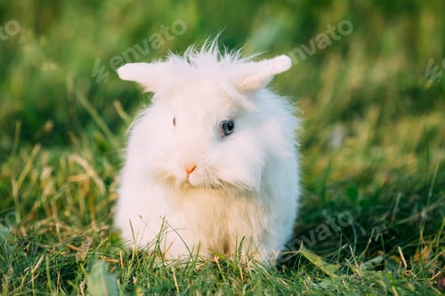 Preview: Dwarf Lop-Eared Decorative Miniature White Fluffy Rabbit Bunny I