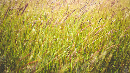 Preview: Grass close up in sunny weather, nature, bokeh.