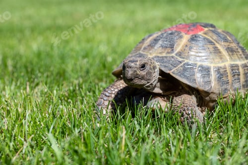 Preview: Portrait of a domestic tortoise crawling on the lawn on the street. Red mark on the armor