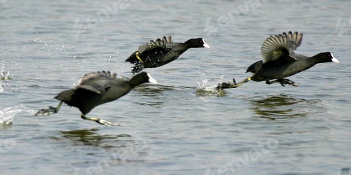 Preview: Eurasian Coot, Salinas de Santa Pola Natural Park, Spain
