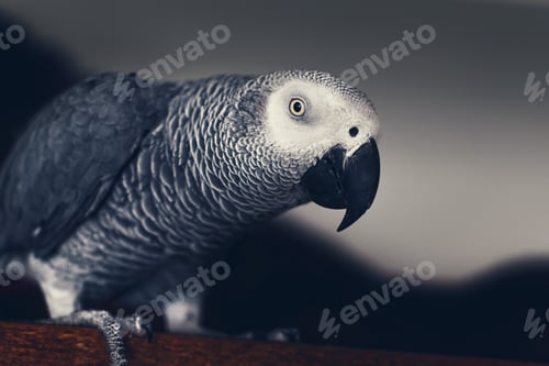 Preview: Close-up portrait of a gray parrot in grey.