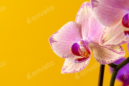 Preview: Orchid bloom flowers branch on yellow background