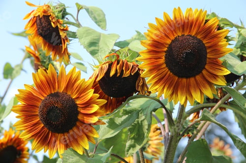 Preview: Sunflowers