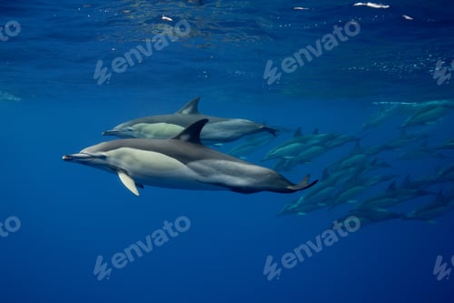 Preview: Dolphins swimming in tropical water