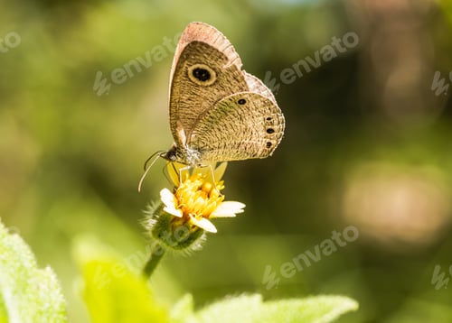 Preview: Plain cupid butterfly , bug insect