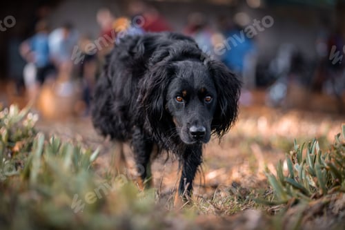 Preview: Close-up of a black spaniel with a blurred background of people outdoors