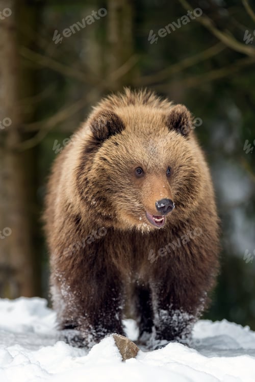 Preview: Wild brown bear cub closeup