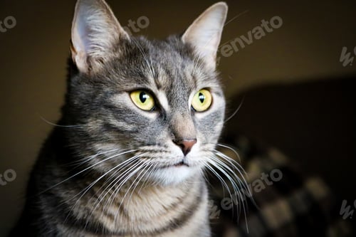 Preview: Tabby cat