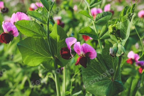Preview: flowering blooming peas bush growing in garden. Harvest, crop. Healthy food vegetable pea chickpea