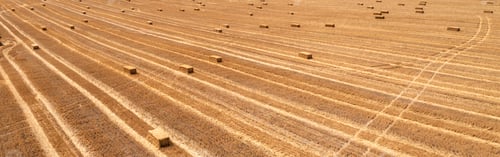 Preview: after harvest