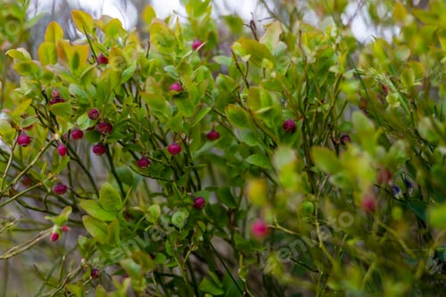 Preview: Pink blueberry plant with fruits and light green leaf under a bright sunlight