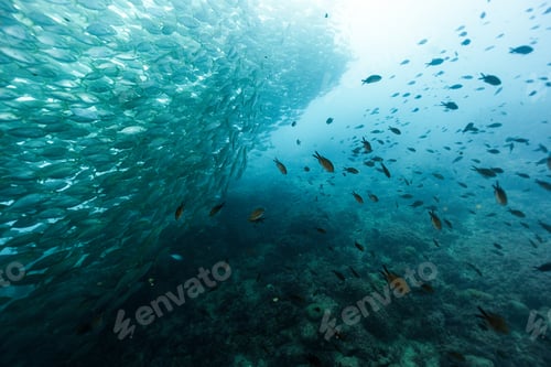 Preview: School of fish with sunlight underwater in the Mediterranean sea, salema porgy, Sarpa salpa