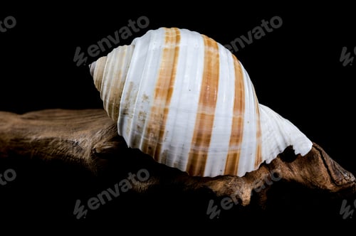 Preview: Spiral Seashell on Driftwood black background