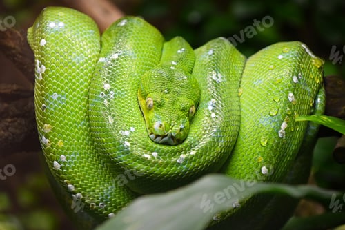 Preview: Green tree python (Morelia viridis) close up