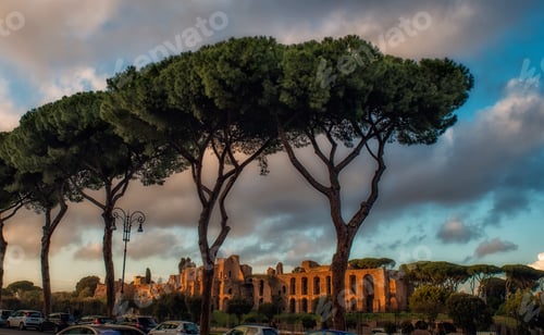 Preview: Pine trees in Rome. Italy