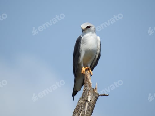 Preview: White-tailed kite standing on woo under the sunlight in the Kruger National Park, South Africa
