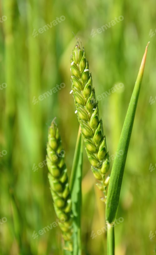 Preview: Vertical closeup shot of green wheat