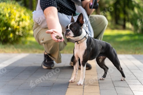 Preview: Boston terrier dog waiting for a treat from owner