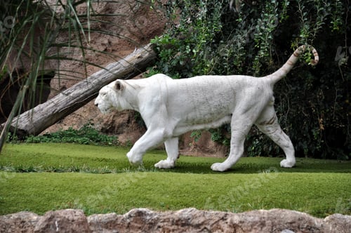 Preview: Bengal white tiger.