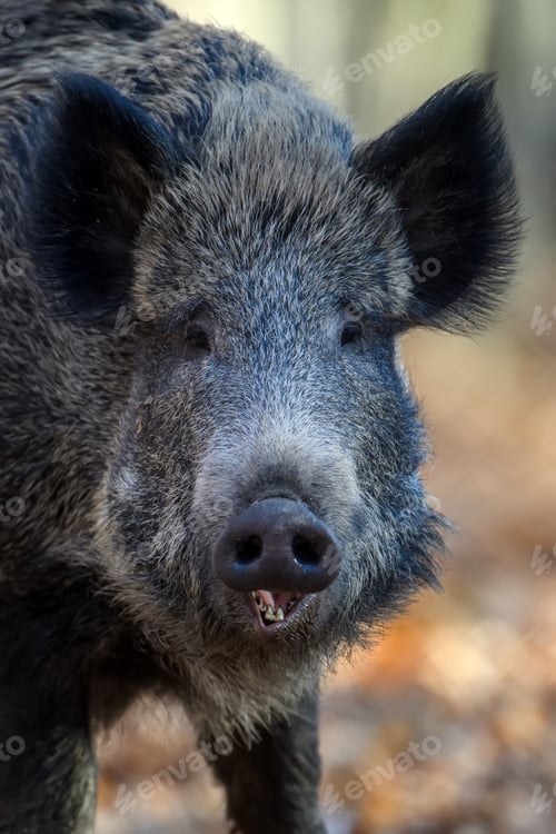 Preview: Portrait male Wild boar in autumn forest