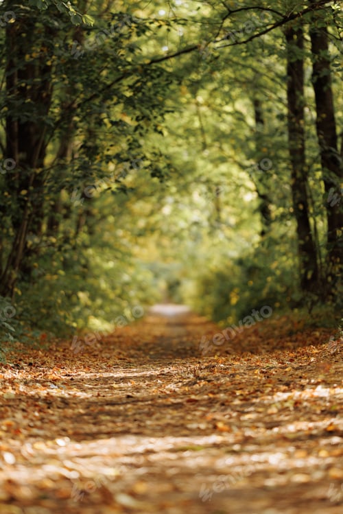 Preview: Leaf-Covered Path in Woods