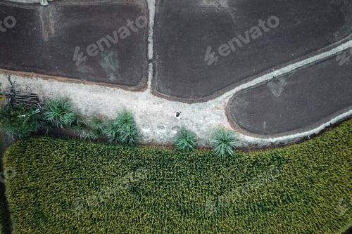 Preview: Green rice fields and farming high angle view