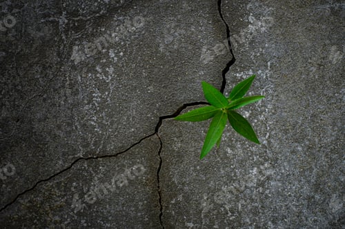 Preview: Young tree plant growing through the cracked concrete floor